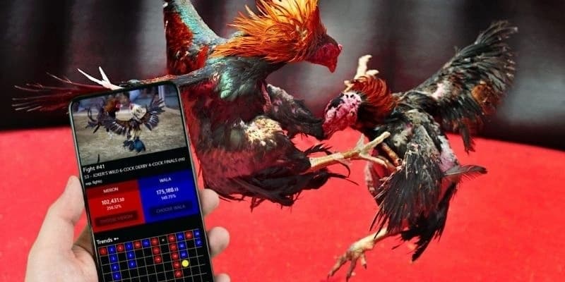 Bongvip - Địa điểm lý tưởng chơi đá gà cựa sắt uy tín